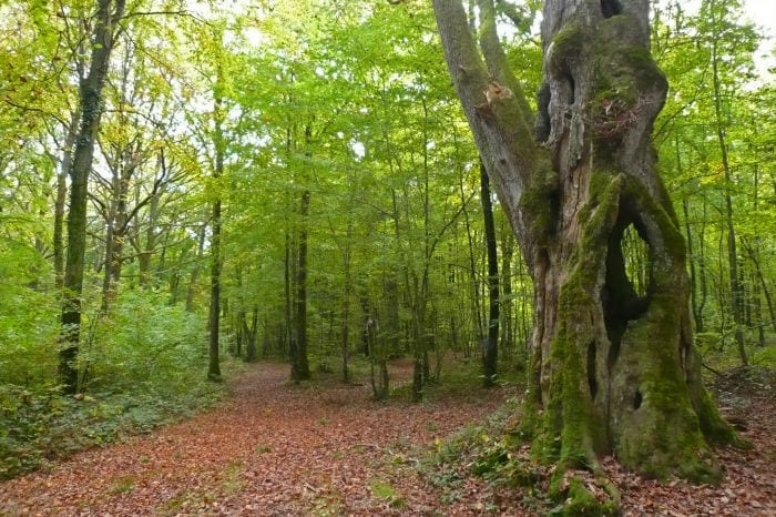 Logo Forêt d’Othe